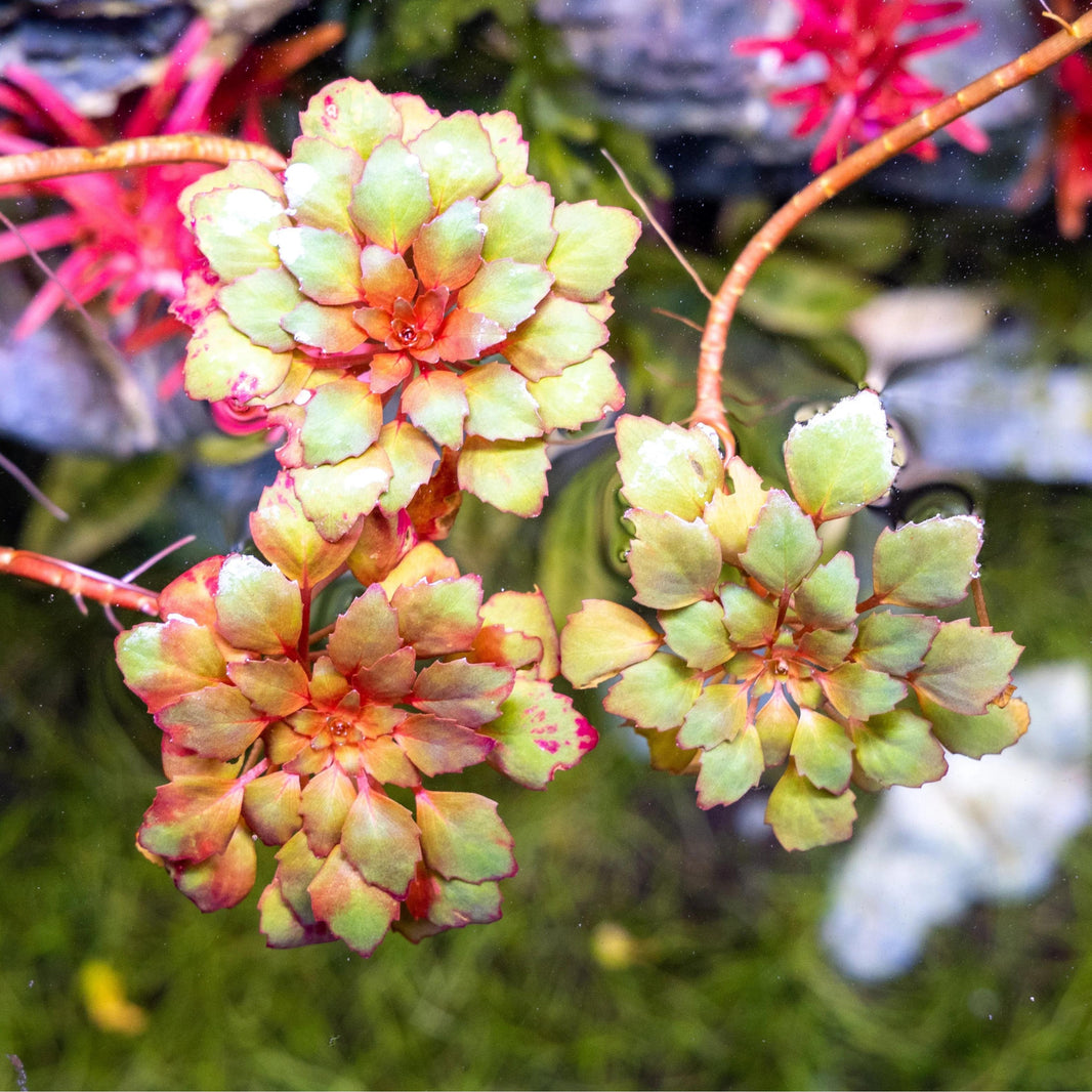 Mosaic Plant (Ludwigia sedoides) - - Pokok Air Mosaic - मोज़ेक जल पौधा Mosaic Plant – Floating Rosette, Geometric Beauty, Aquatic Ornament, Rare Water Plant, Live Pond Display