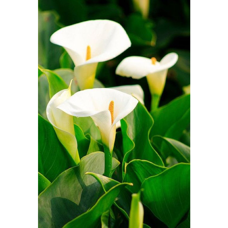 Sindo - Calla Lily | Zantedeschia aethiopica | 马蹄莲 | Pokok Bunga | काला लिली – Indoor Elegant Bloom