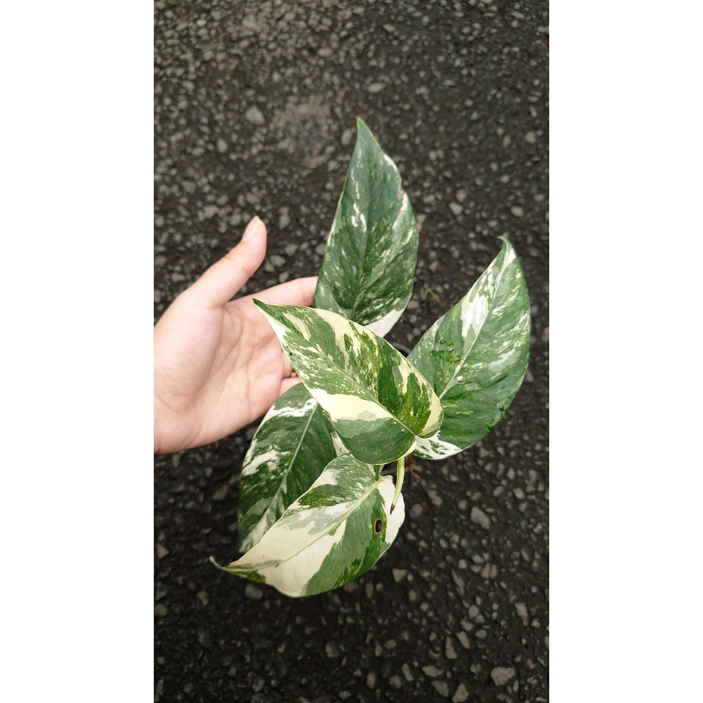 Sindo - Epipremnum Pinnatum Variegated Live Plant GV4XVBT2TW