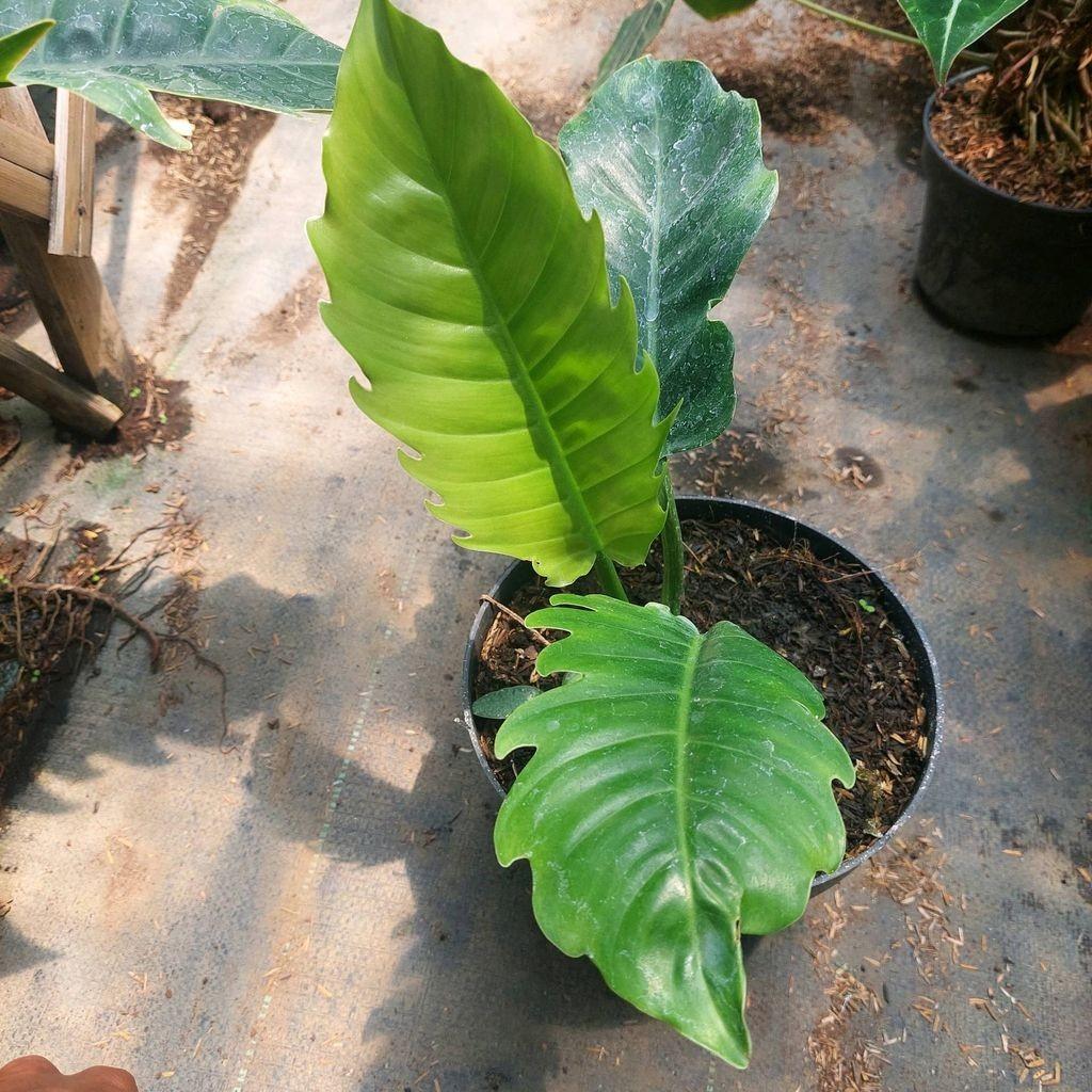 Philodendron Green Saw - - Pokok Philodendron Gergaji Hijau - फिलोडेंड्रोन ग्रीन सॉ पौधा Philodendron Green Saw – Deep Green Jagged Leaves, Tropical Split-Leaf Aroid, Fast-Growing Climber, Decorative Indoor Jungle Plant, LIVE PLANT
