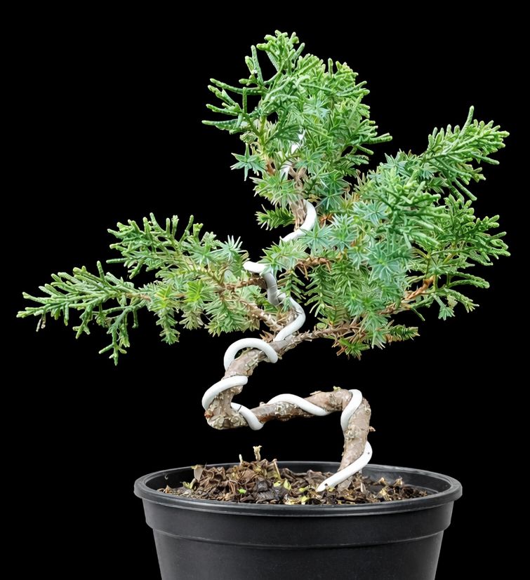 Bonsai juniperus rigida (Risman Arisandi)
