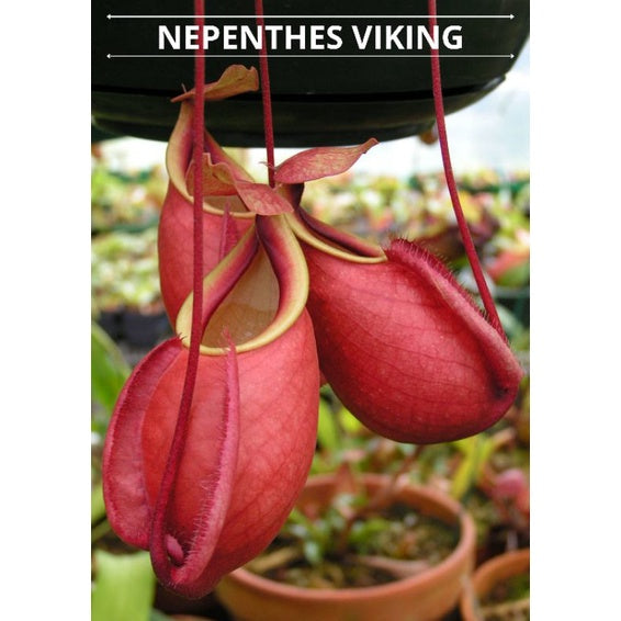 Nepenthes Viking