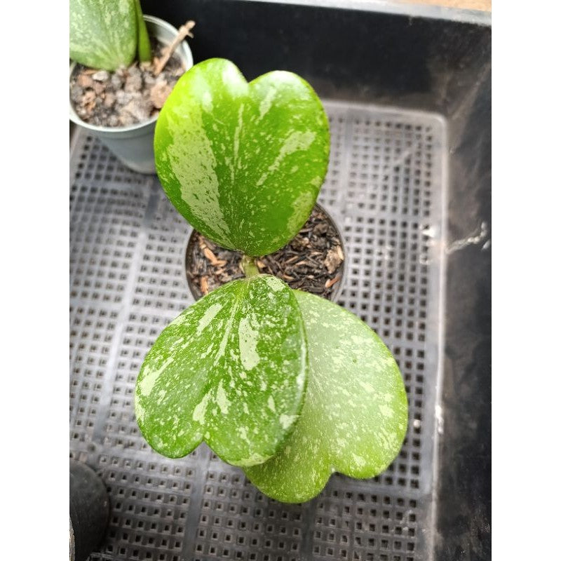 Hoya kerrii splash