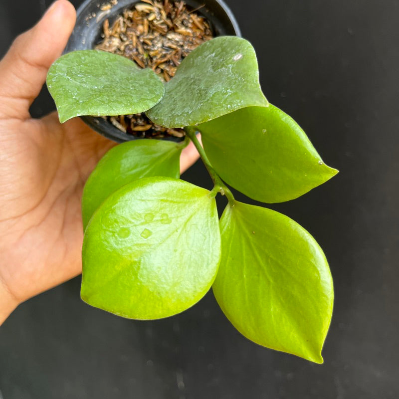 Hoya anulata