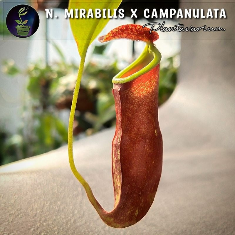 Nepenthes mirabilis × campanulata