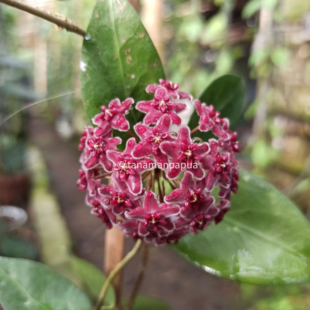 Hoya globulifera