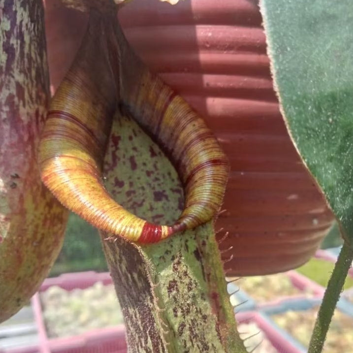 Nepenthes Dyeriana