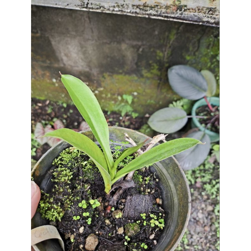 Nepenthes maxima × reinwardtiana