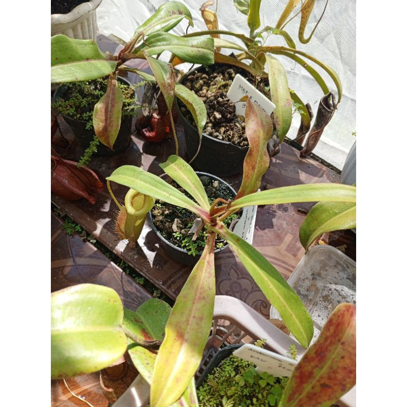 Nepenthes veitchii hybrid