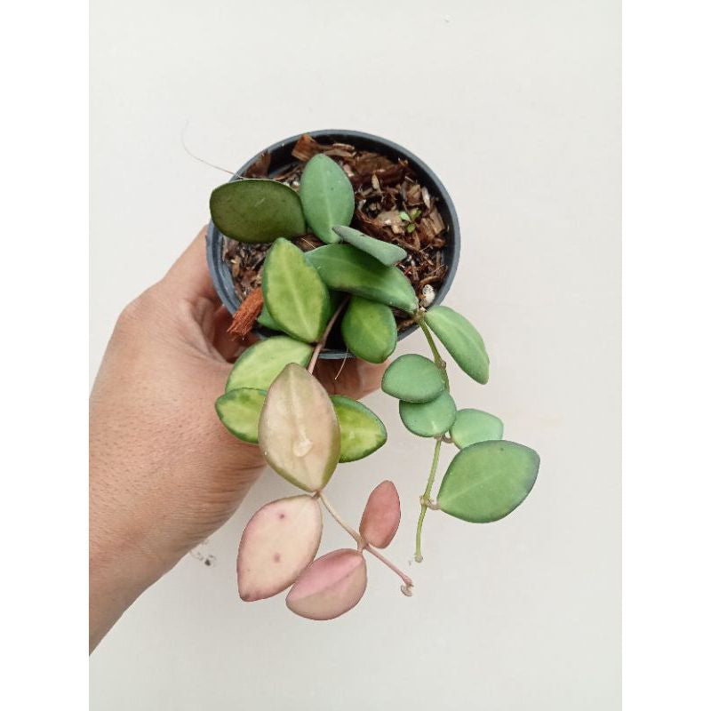 Hoya burtoniae variegata