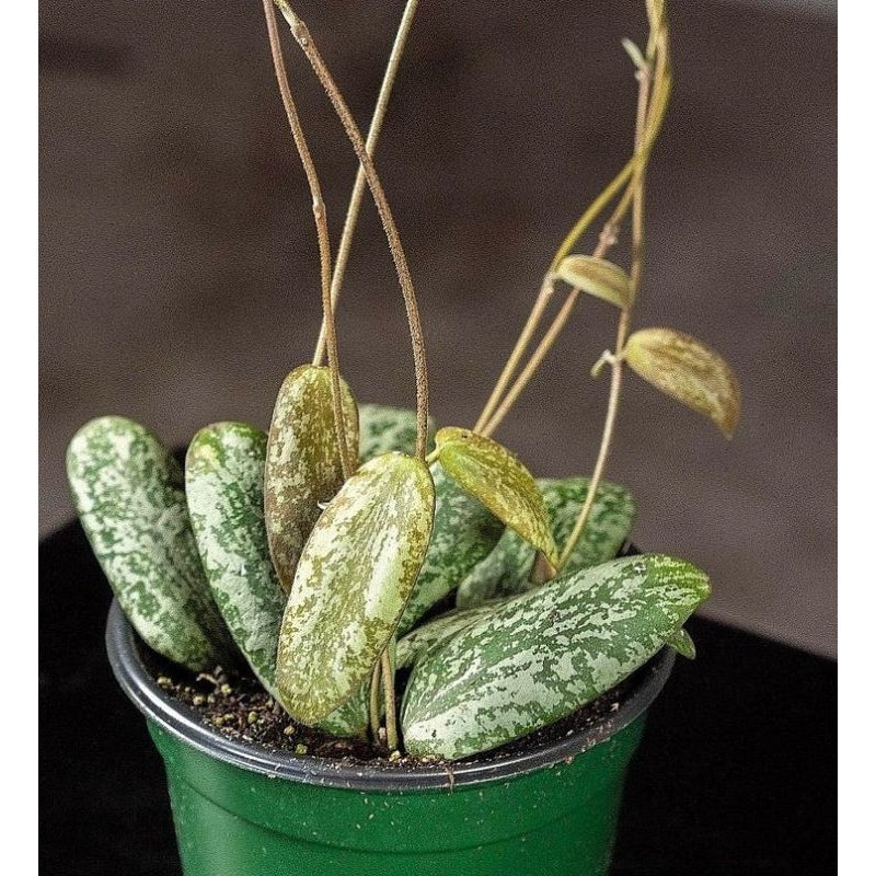 Hoya sigillatis splash