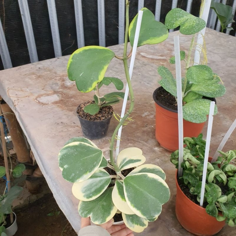 Hoya kerrii variegata