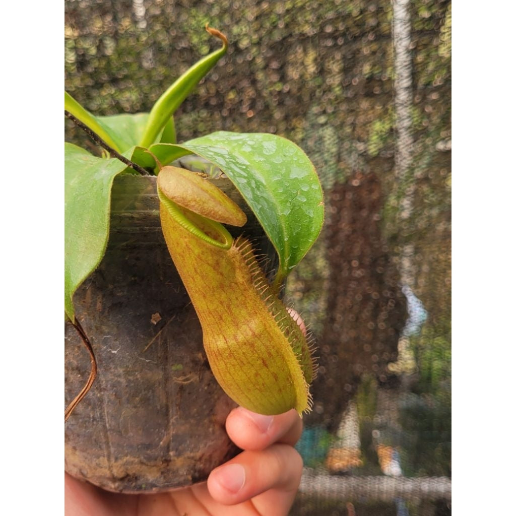 Nepenthes Adriani