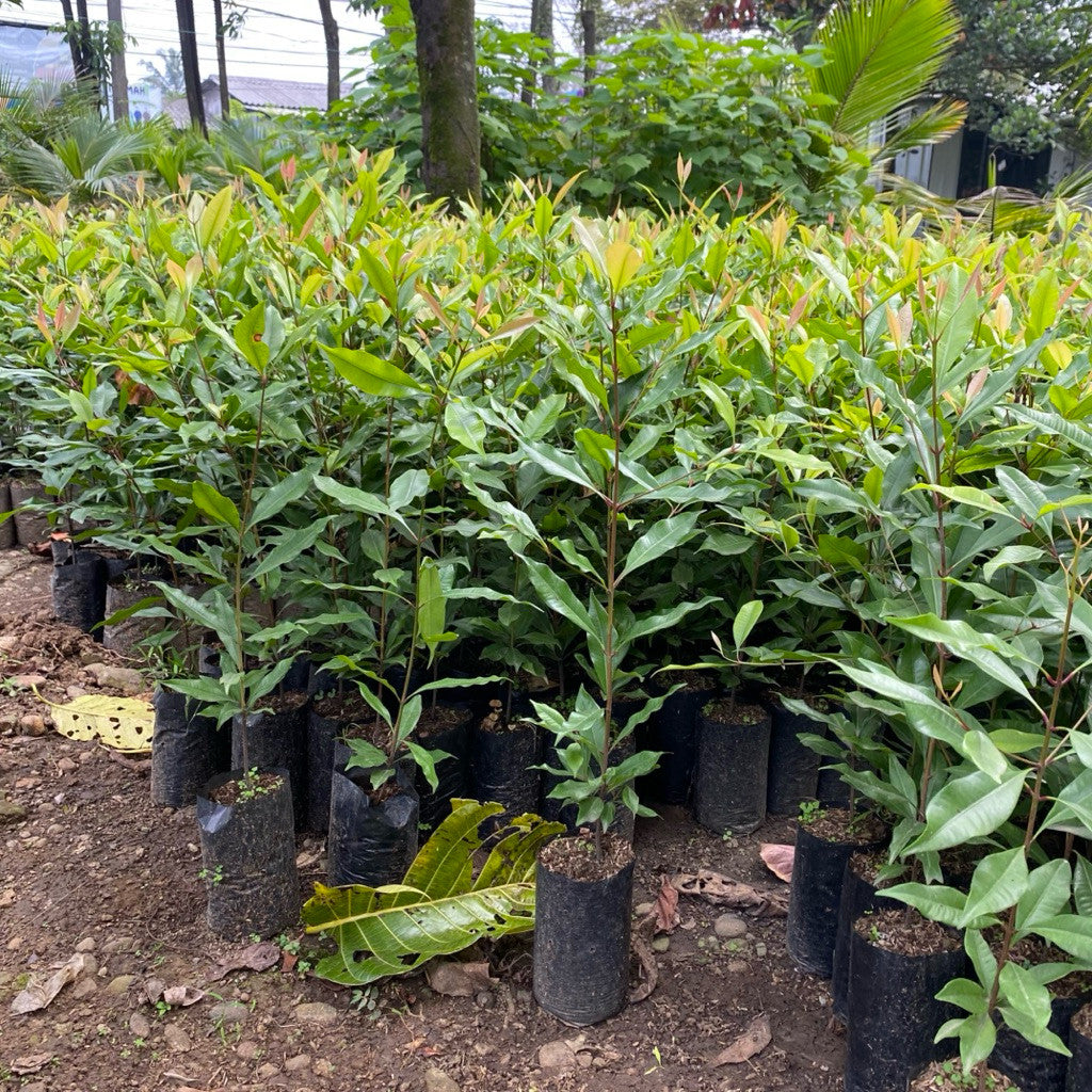 Premium Zanzibar Clove Seedlings – Red Shoot Variety | Various Sizes Available