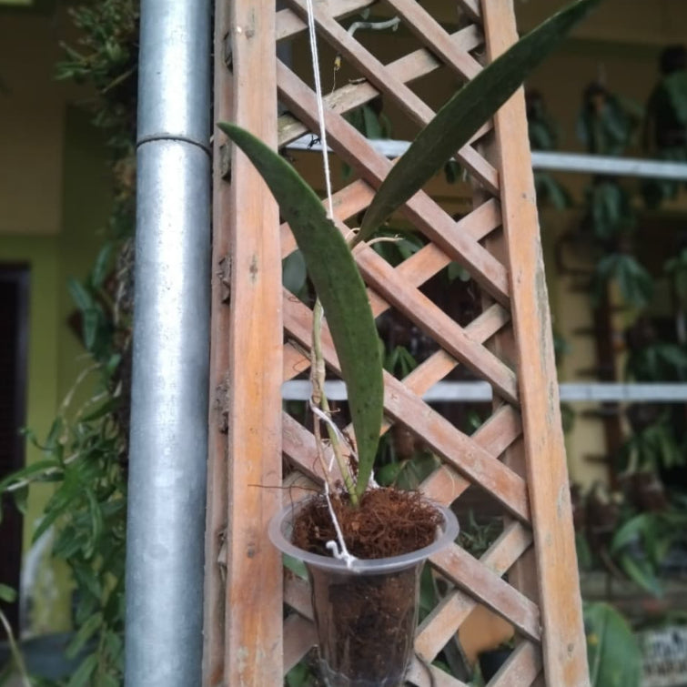 Hoya sulawesiana