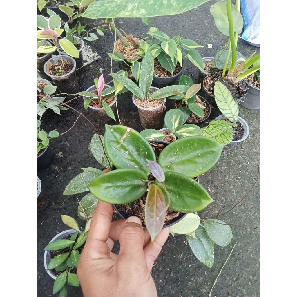 Hoya vangviengiensis