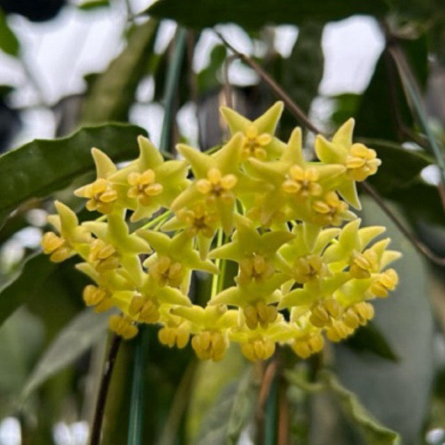 Hoya hypolasia