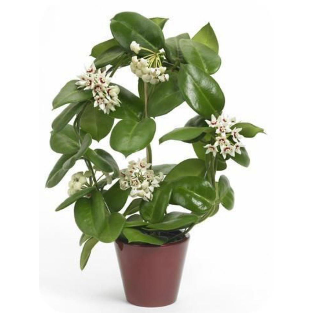 Hoya australis