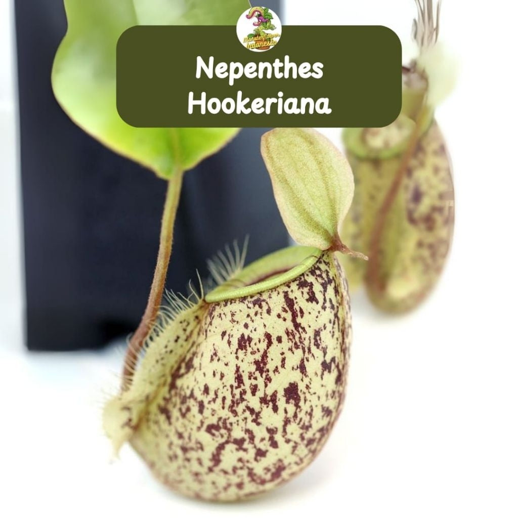Nepenthes hookeriana