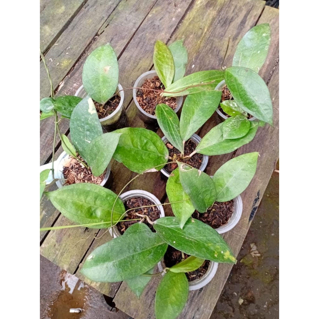 Hoya Pum Siam Ruby