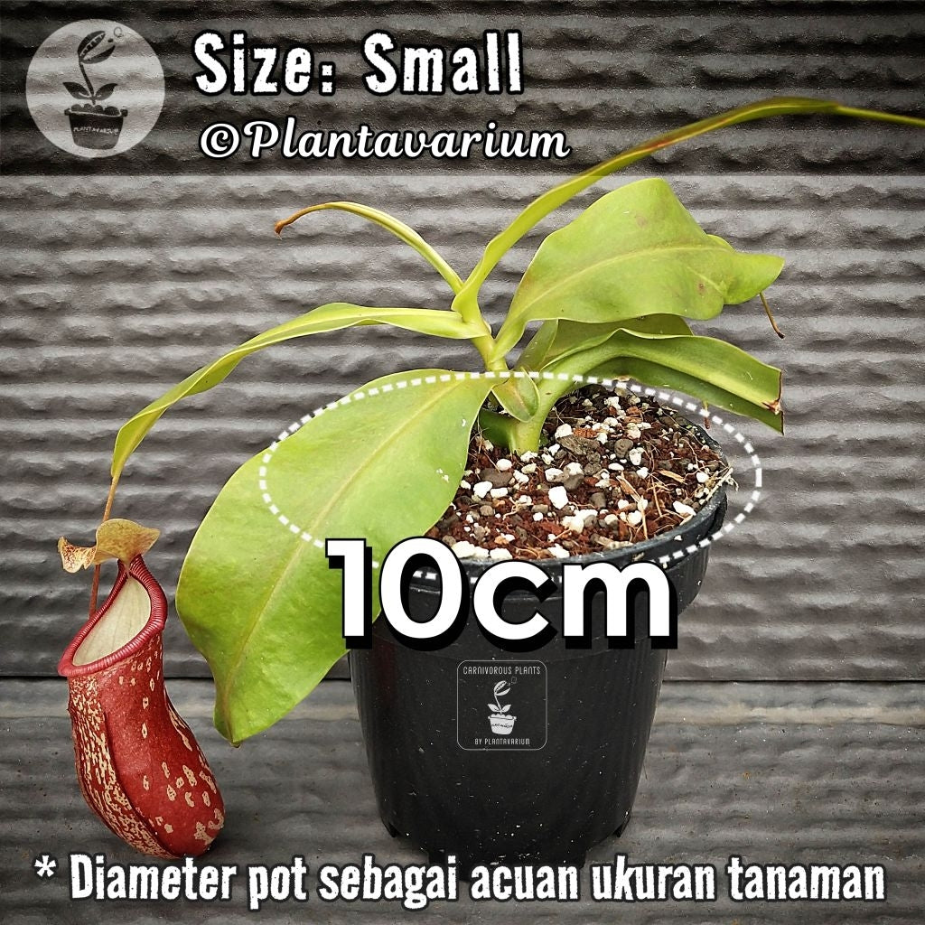 Nepenthes Gaya
