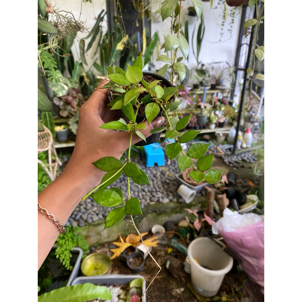 Hoya lacunosa