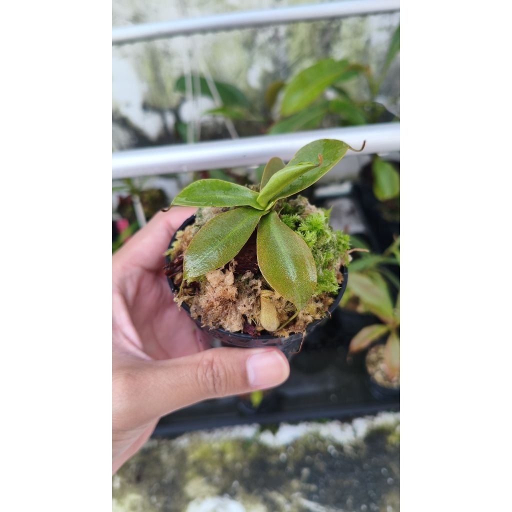 Nepenthes northiana