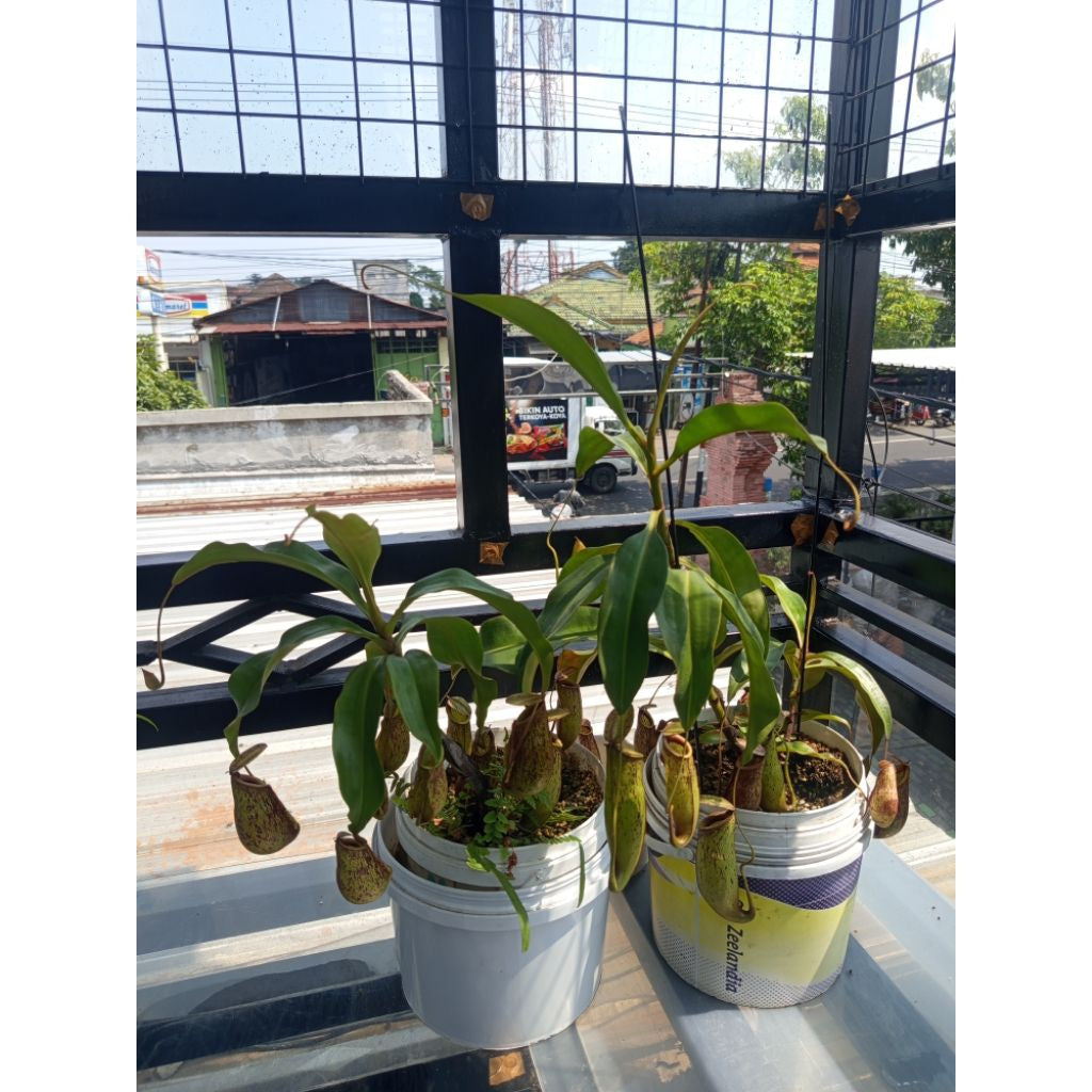 Nepenthes globosa × ampullaria