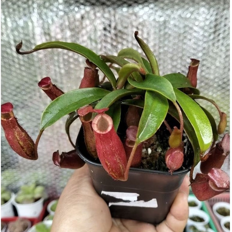 Nepenthes Lady Luck