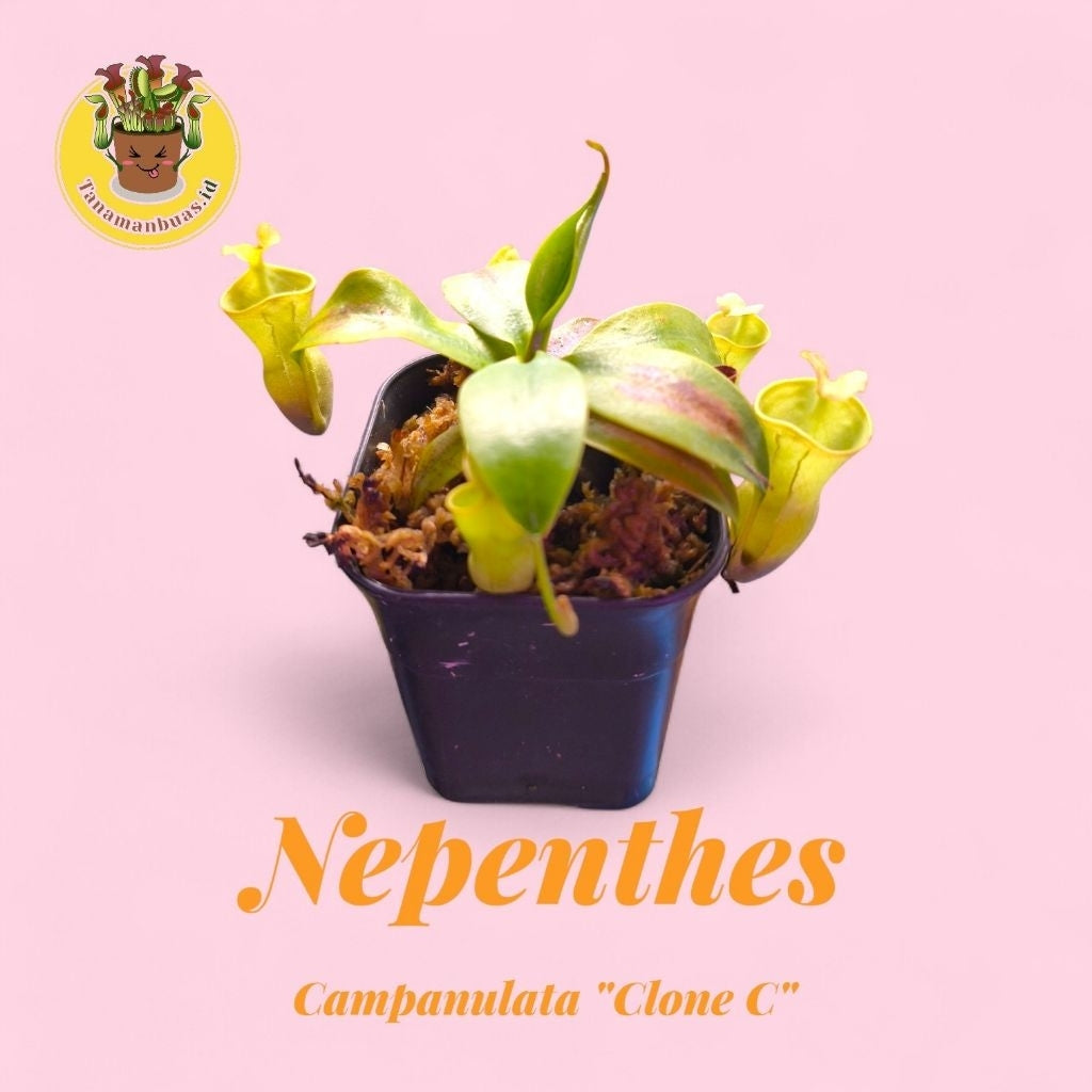 Nepenthes campanulata