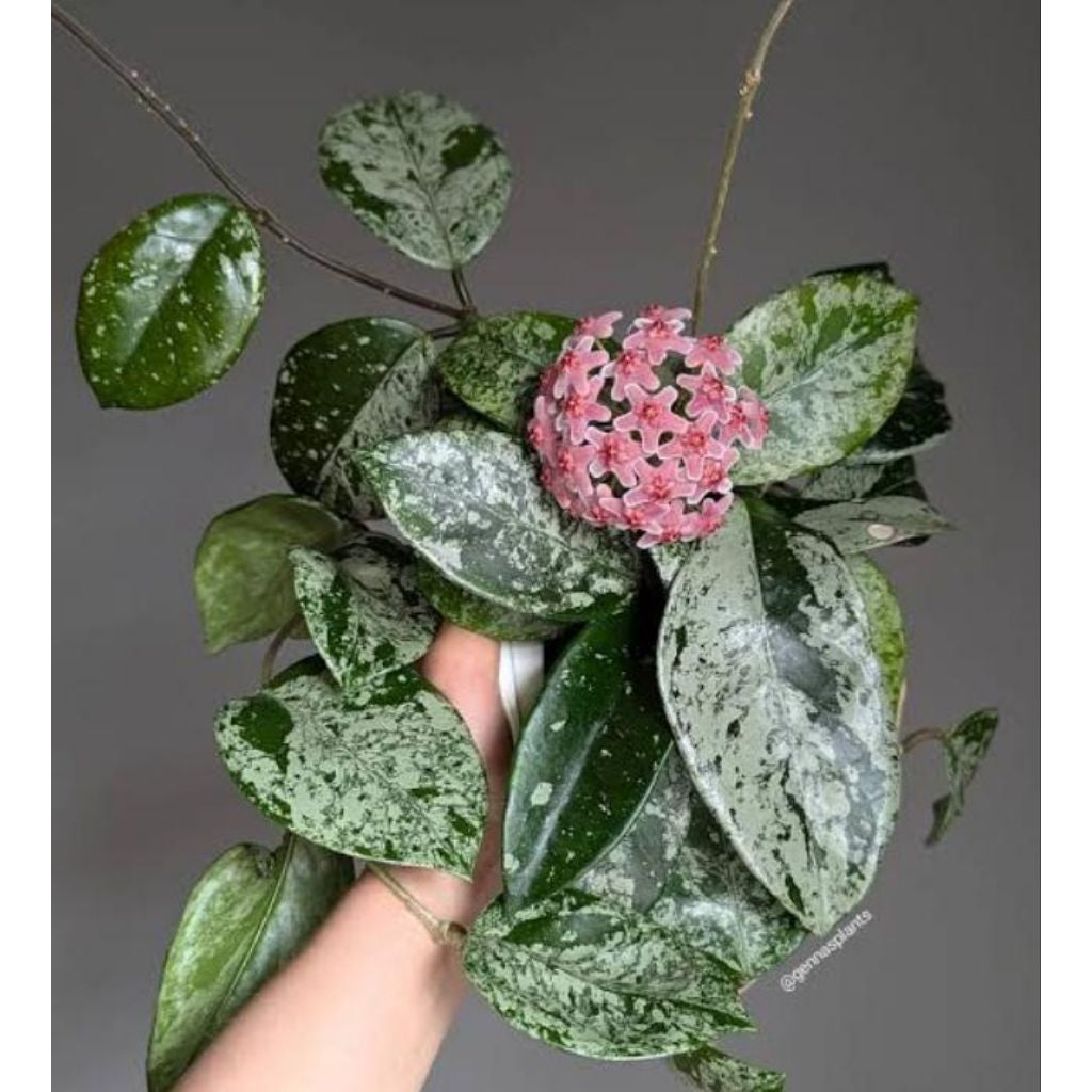 Hoya carnosa freckles