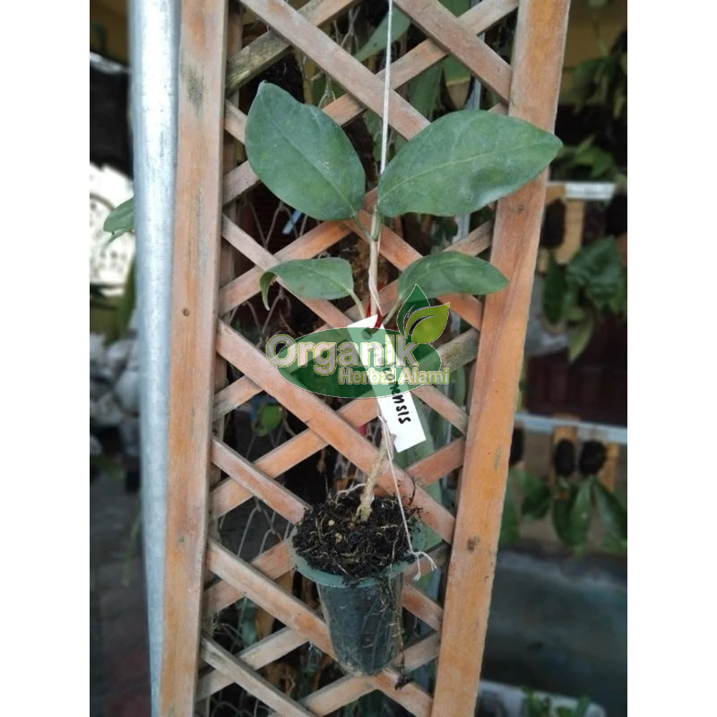 Hoya halconensis