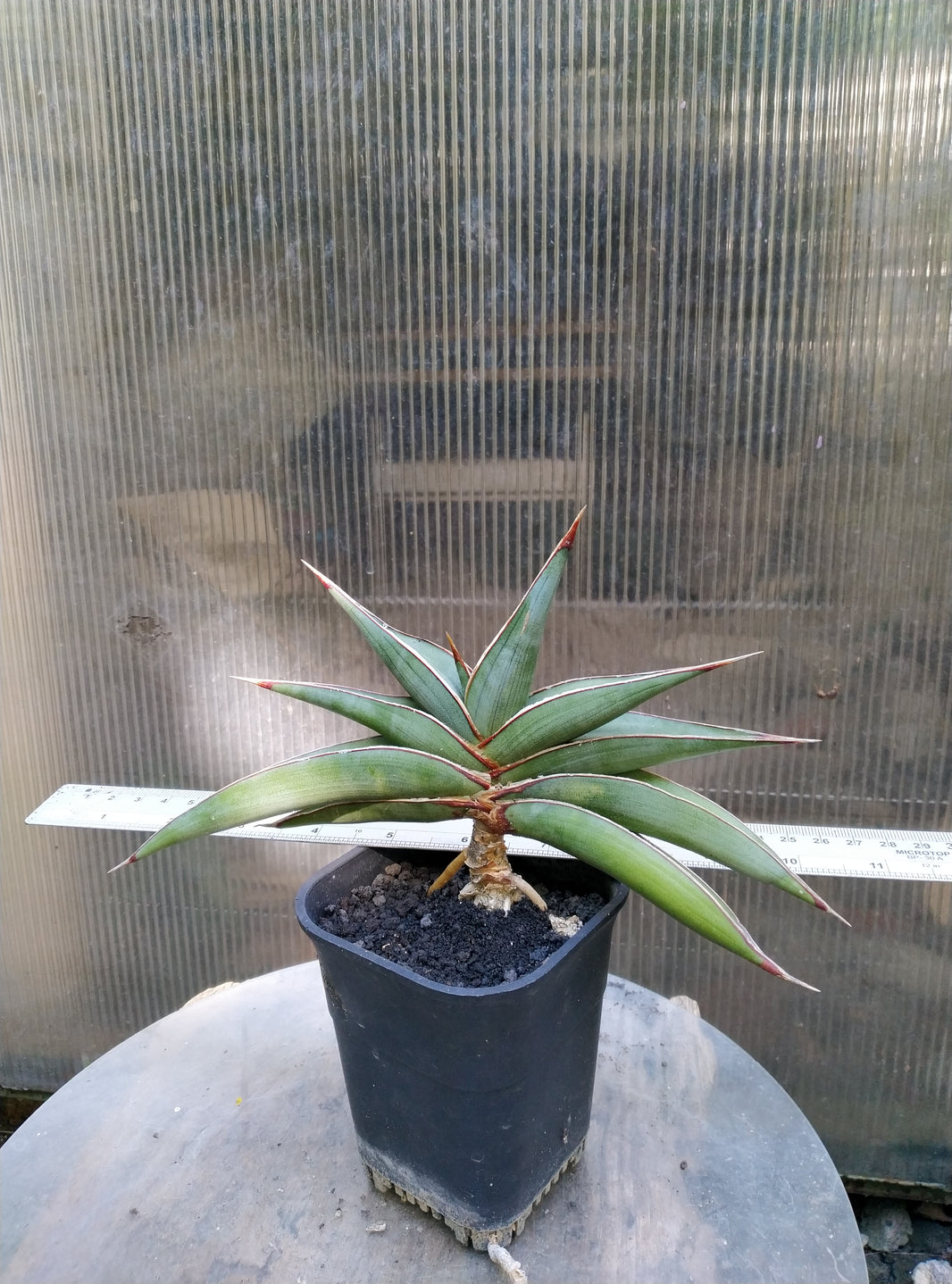 Sansevieria Johannes berg silver