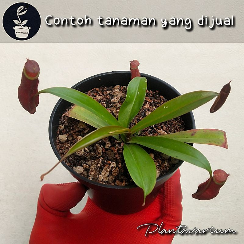 Nepenthes mirabilis × bellii