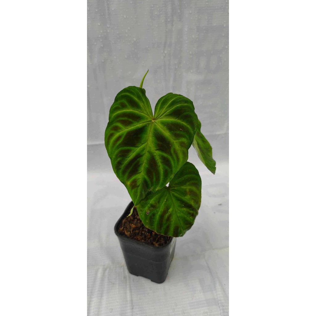 Sindo - Philodendron Verrucosum Unleash Nature's Beauty with this Striking Indoor Plant