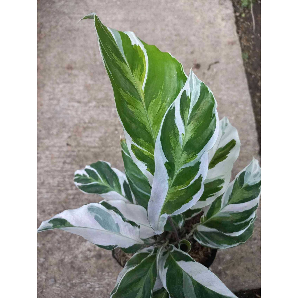 Sindo - Calathea White Fusion A Mesmerizing Blend of Elegance and Intrigue