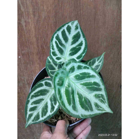 Sindo - Anthurium Dorayaki Plant A Delightful Addition to Your Indoor Garden