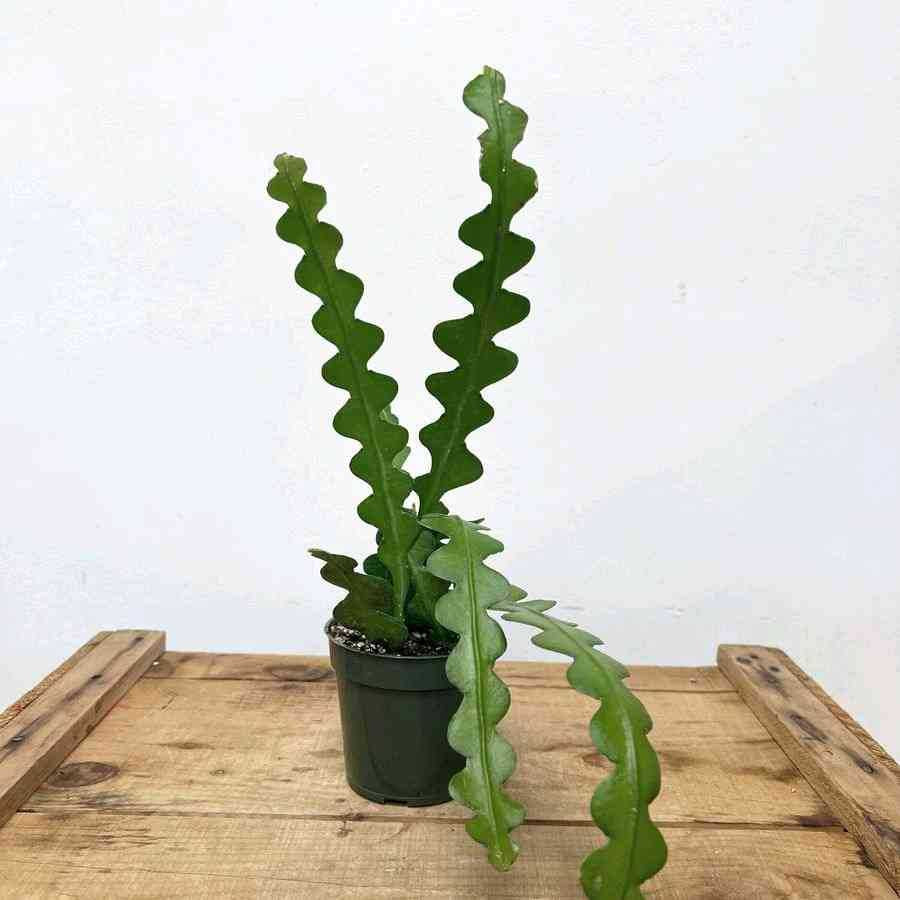 Sindo - Unique Beauty Fishbone Cactus - Delight Your Garden with this Fascinating Zig-Zag Cactus