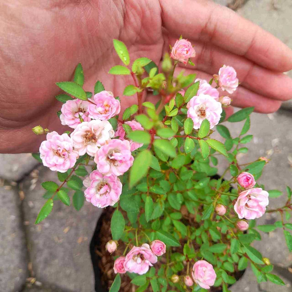 Sindo - Miniature Roses Plant Beauty in a Small Package