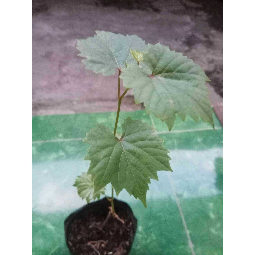 Sindo - Grafted Grape / Vitis Vinifera Plant Grow Your Own Delicious Grapes with Ease