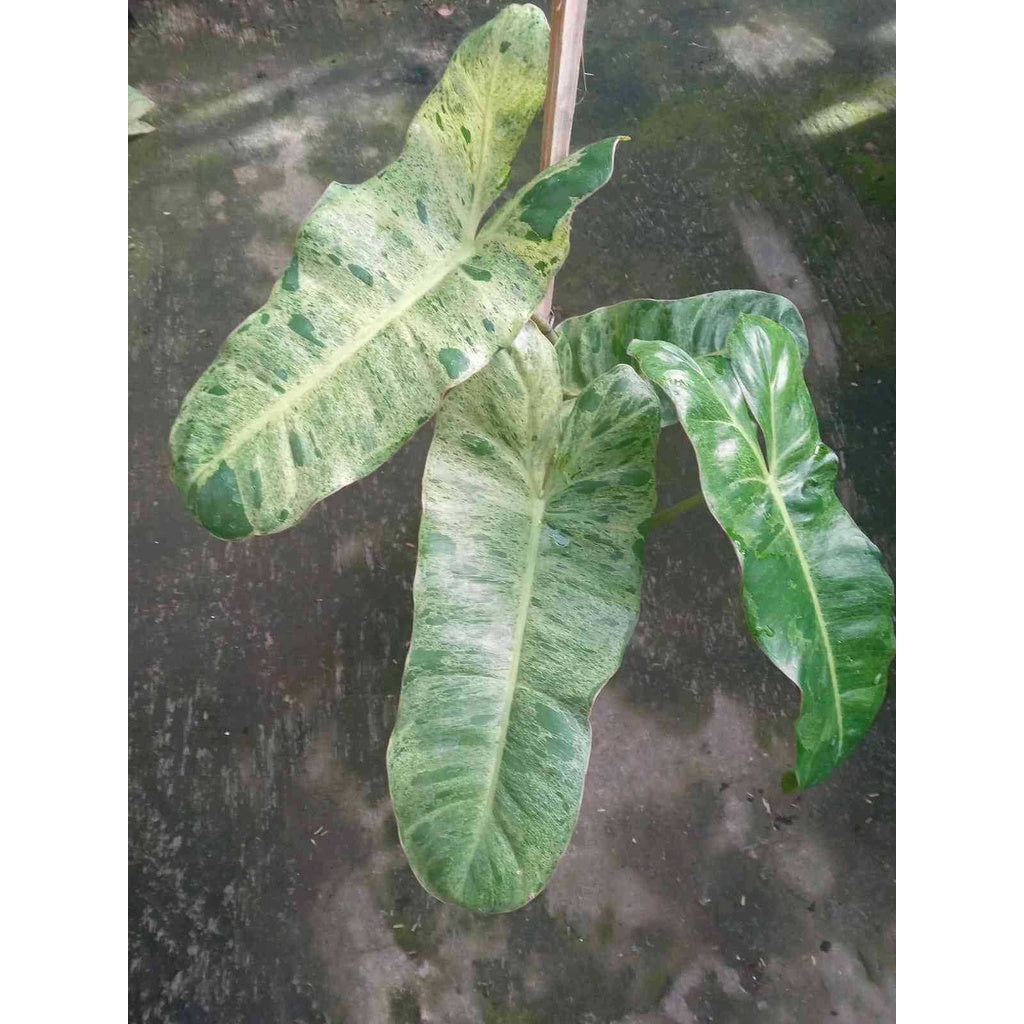 Sindo - Philodendron Paraiso Verde A Lush Indoor Delight for Your Singapore Oasis