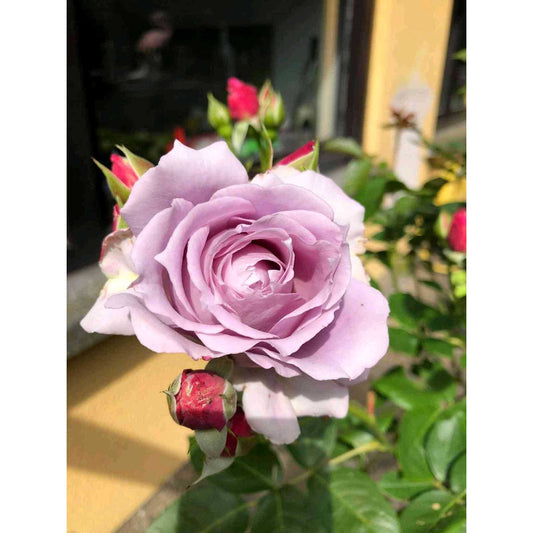Sindo - Beautiful Roses for Your Garden English Roses Live Plant - A Gardener's Dream