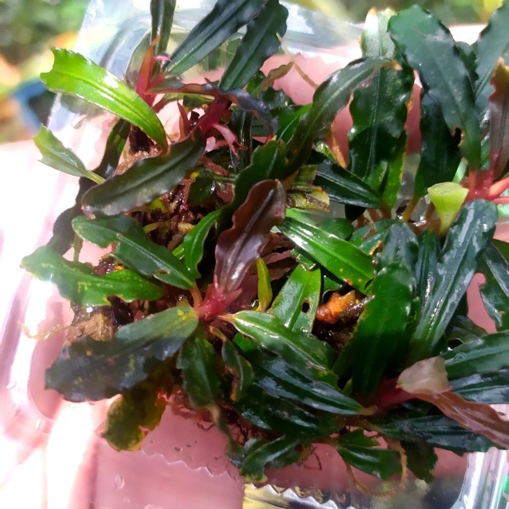 Sindo - Bucephalandra Red Velvet In a Small Plastic Container mika Live Plant MV7WIOPUII