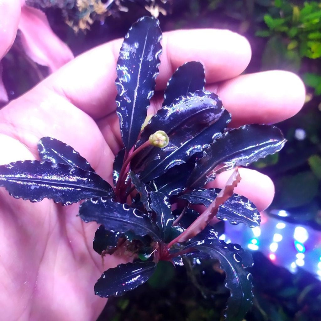 Sindo - Bucephalandra Montleyana Red Per 3 Rhizome Plant 51G2IMXLQQ