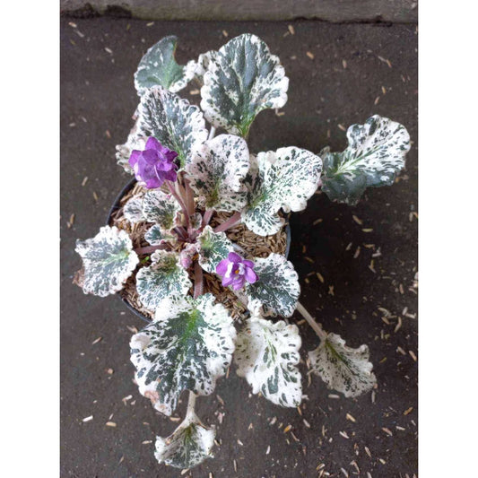 Sindo - African Violets / Streptocarpus Albus