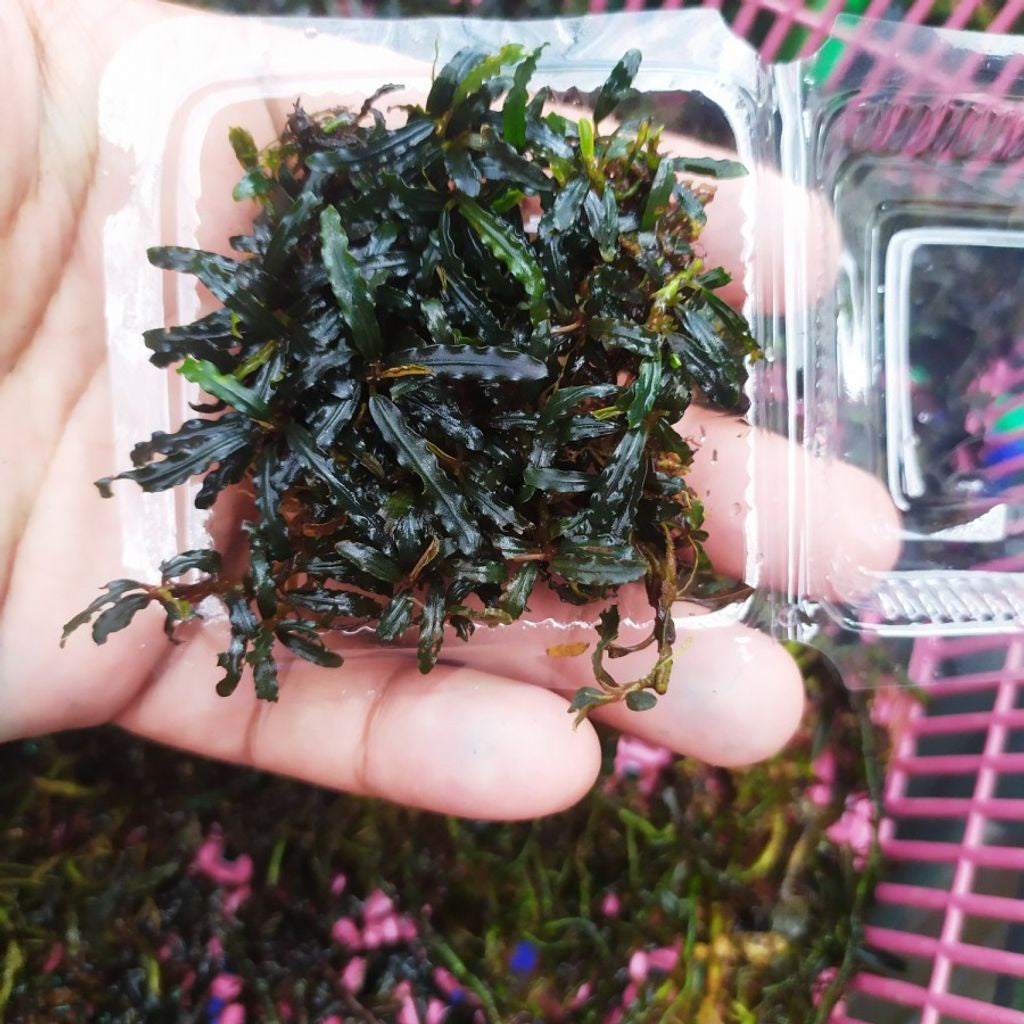 Sindo - Bucephalandra Mini Micro Cathrinae in a Small Plastic Container mika Live Plant CLGTPTT7J2