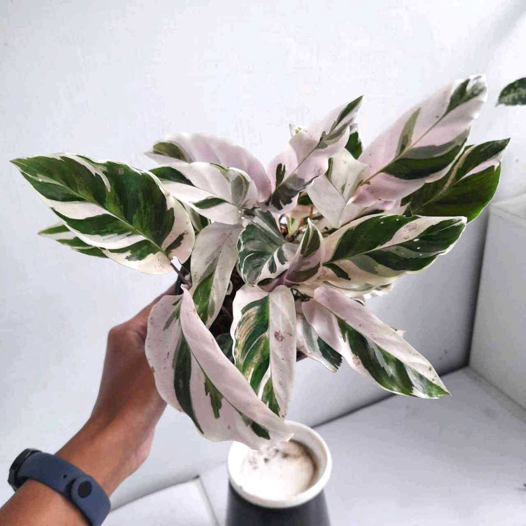 Sindo - Calathea White Fusion A Mesmerizing Beauty for Your Indoor Oasis