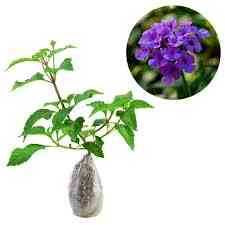 Sindo - Beauty and Charm for Your Garden Lantana Camara Plant - A Gardening Delight (69766)