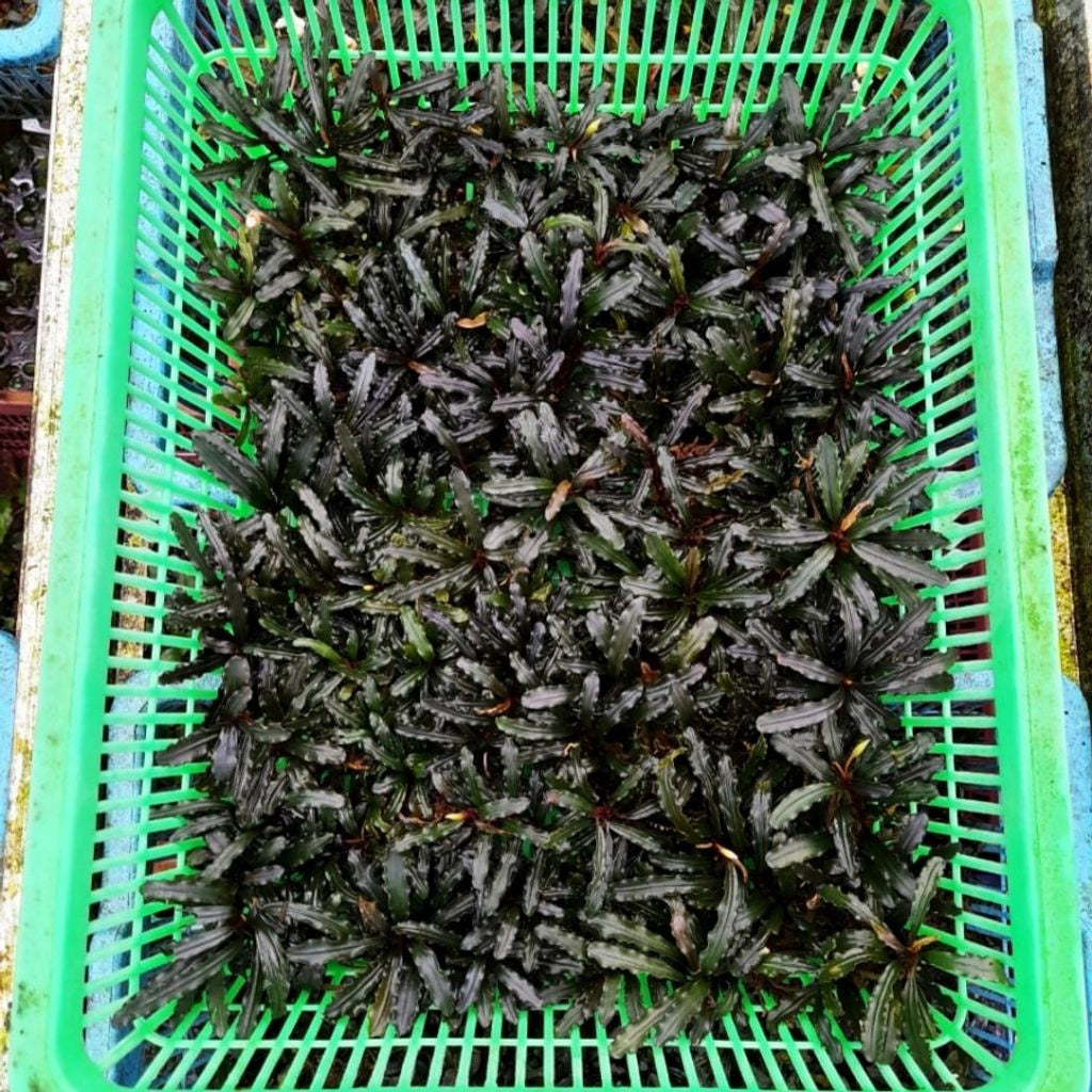 Sindo - Bucephalandra Red Velvet per Basket 25x30 cm Portion Live Plant D5YIOAJ915