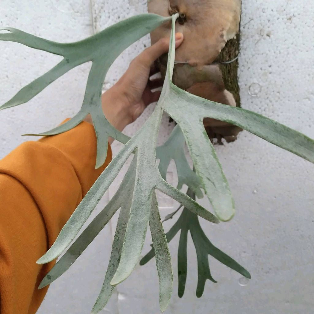 Sindo - Platycerum Willinckii Live Plant